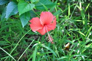 花儿谢了图片,岁月流转中的生命轮回