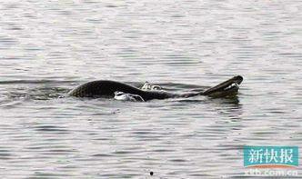 巨鱼的图片,神秘生物的神秘世界
